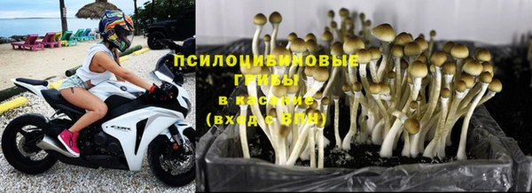 гидра Аркадак